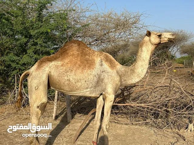 ناقه سمين للبيع