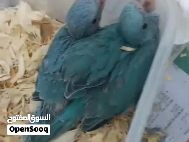 Blue / Yellow / Grey Green Parrot Chicks Available