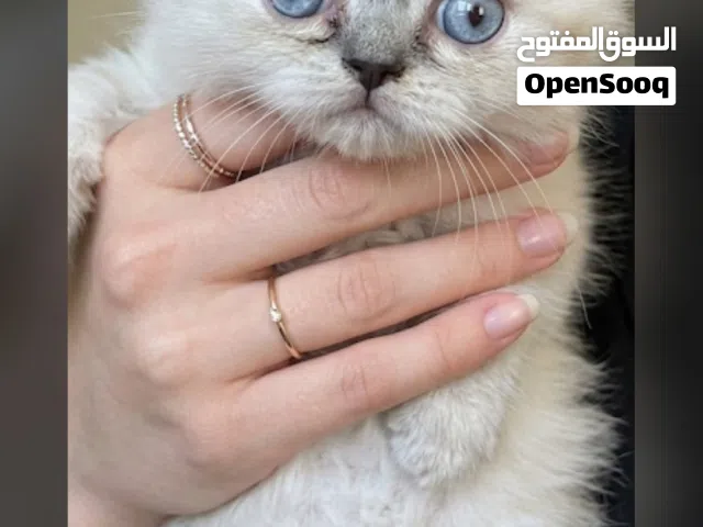 قطه هيمالايا
