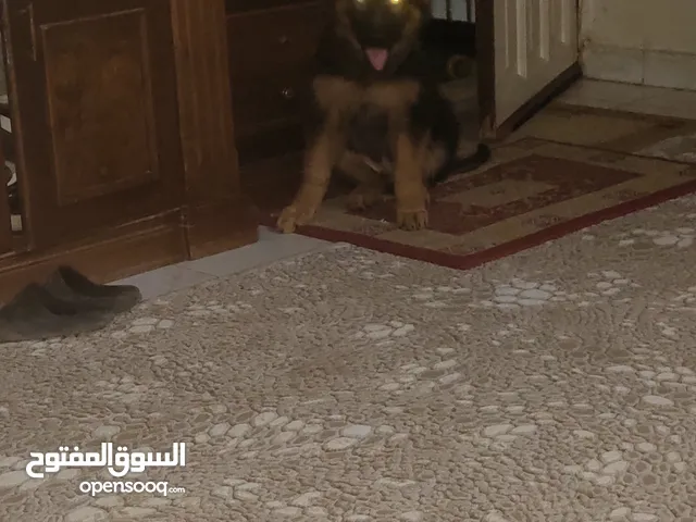جيرمن شيبرد بيور جيد جدا