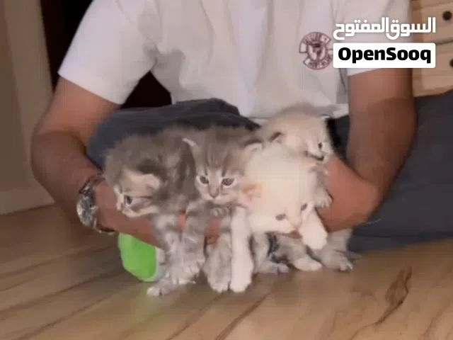 maine connection Persian mix / selling all kittens and parents