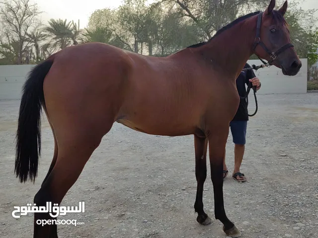 مهره عربيه سلالة سباق بنت كرار النايف