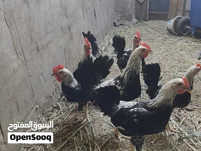 ديوجه كويتي دندراوي خط الأول  اقره الوصف