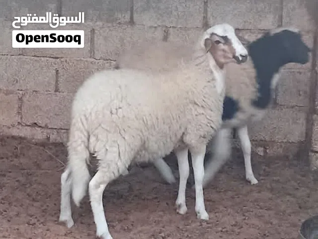 حولي للبيع....