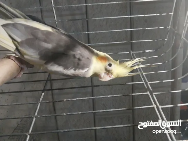 جوز كوكتيل بايضين