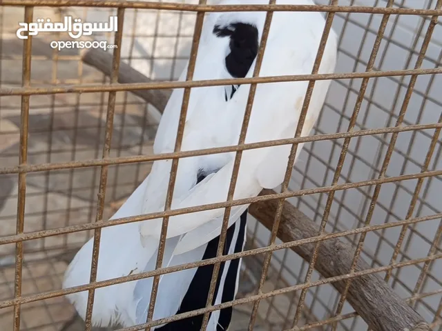 حمام زينه للبيع الوصف مهم