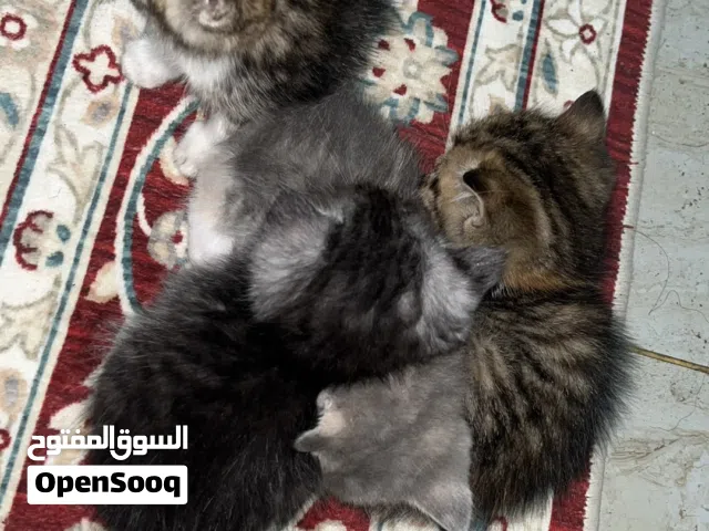 قطط صغيرة للبيع