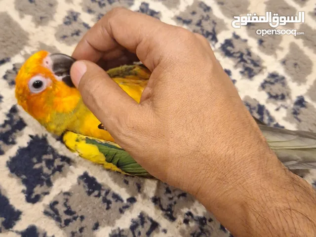 فرخ صن كنيور لعوب جدآ