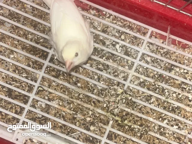 طير كنار للبيع