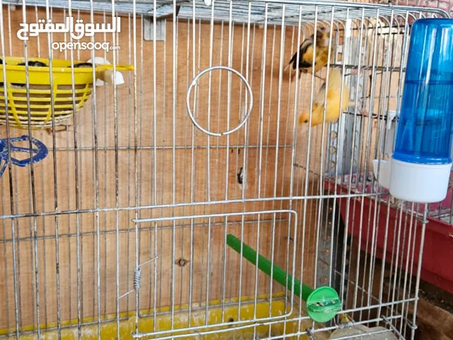 عصافير حب وكنار وكوكتيل للبيع بداعي السفر