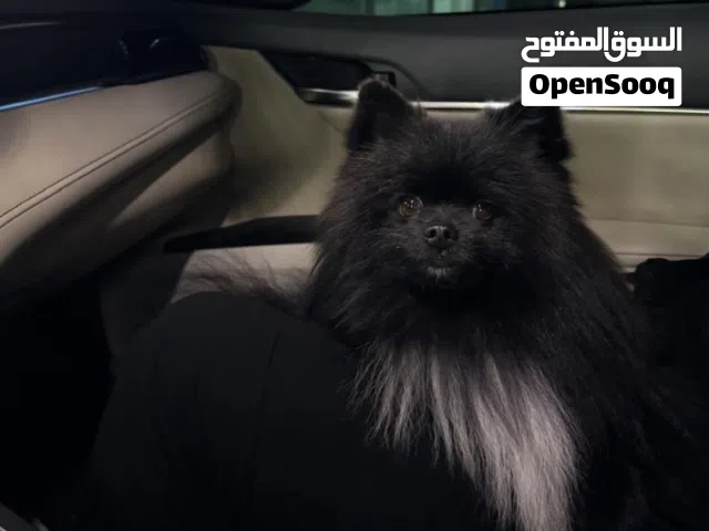 كلب ذكر بومرينيان