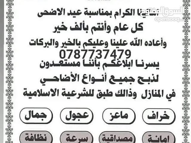 لحام متنقل ذبح أضاحي عجل روماني بلدي برازيلي