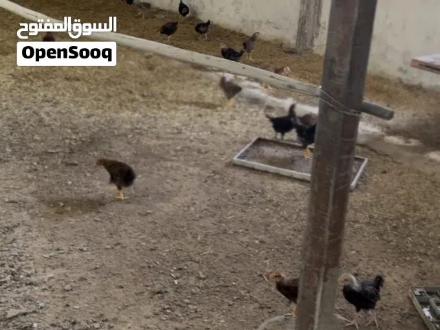 دجاج عرب مال مزارع