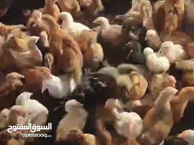 دجاج عماني للبيع عمر شهرين و5 ايام للبيع للحبه 700 لعدد من 100 حبه وفوق
