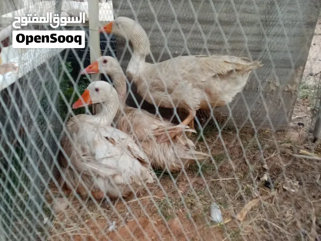 اوز للبيع المكان عين زارة