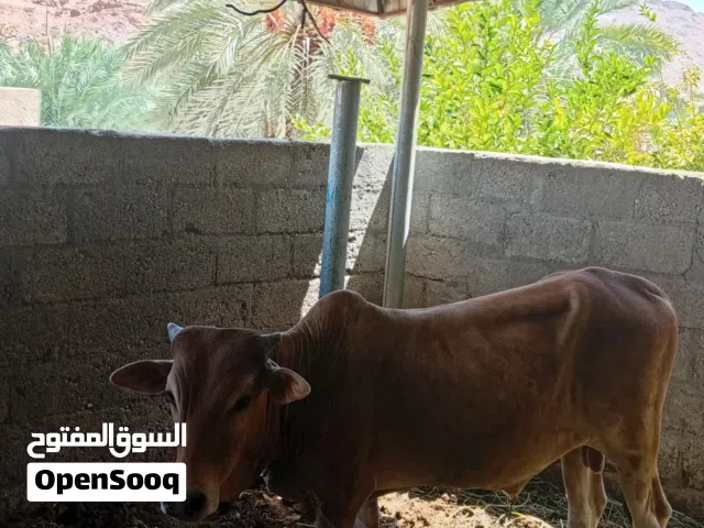 سلام عليكم ورحمه الله وبركاته اخواني الاعزاء يتوفر لدينا عجلان وا بقره عشر ف شهر 1 وا عجله عشر ف شهر