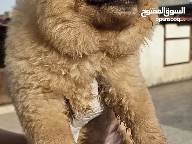 انثى تشاو تشاو