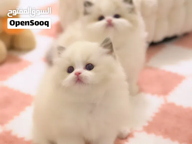 pure male and female ragdolls kittens