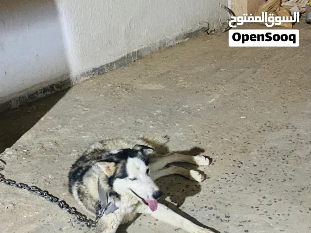 كلب هسكي الأب ديب الأم هسكي العمر 6شهور دكر