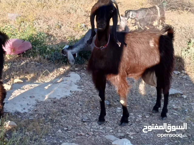 ماعز للبيع