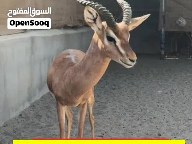 غزال ذكر دماني