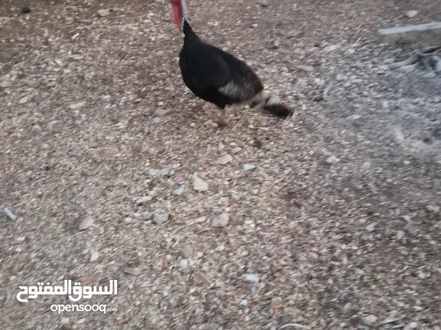 أرانب عدد7 كبير و2 صغير ديك حبش ديوك بلدي عدد 5