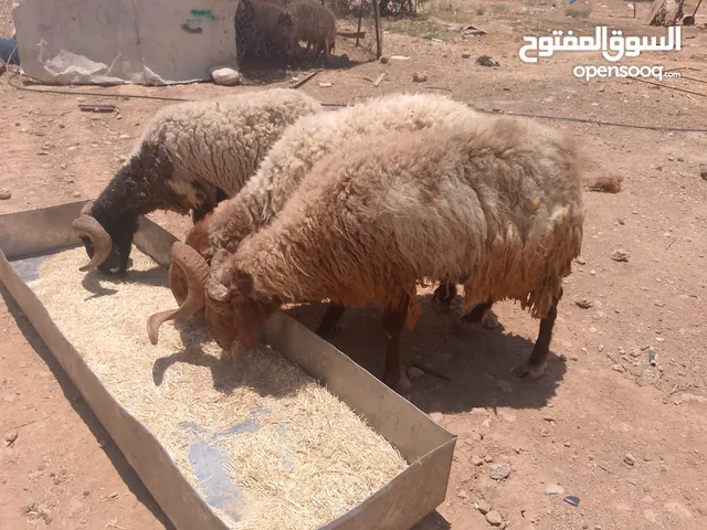 اكباش بلدي نفس الصور صحراوي اضاحي وعقائق وزن 60ل 70قائم احجز ضحيتك ذبح او دون