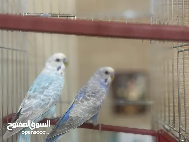 عصافير حب الوان جميلة (تريكواز و ازرق) مع القفص