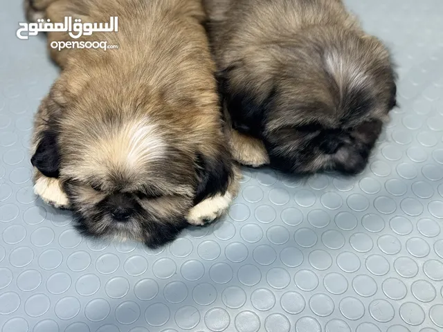 شيتزو عمر شهرين