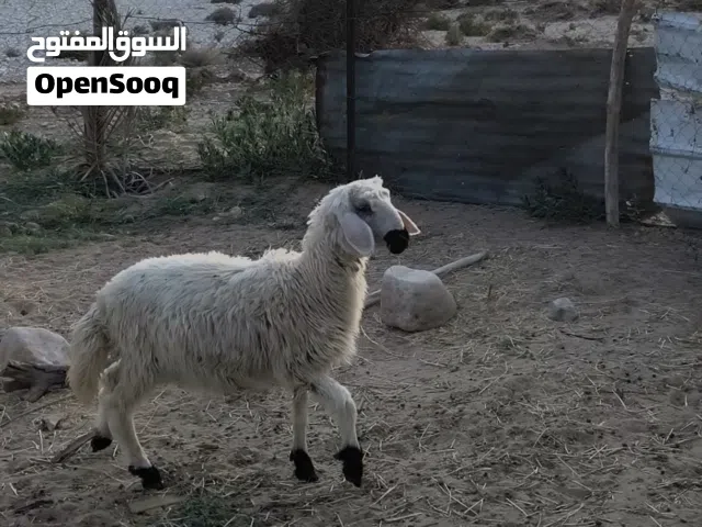 حمله سمينه ماشاءالله