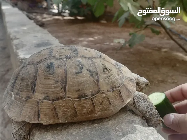 سلحفاة ارضية متوسطة للبيع او للبدل على عصافير حب او جنة