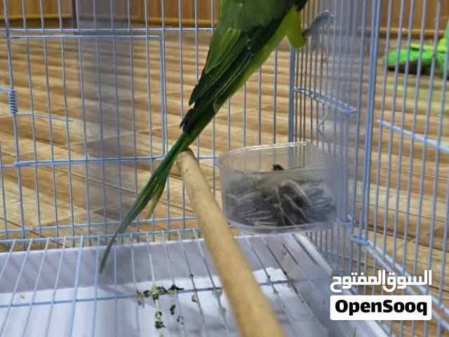 للبيع ببغاء مع القفص