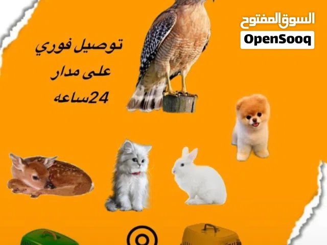 خدمة توصيل جميع انواع الحيوانات                         " توصيل آمن وسريع "