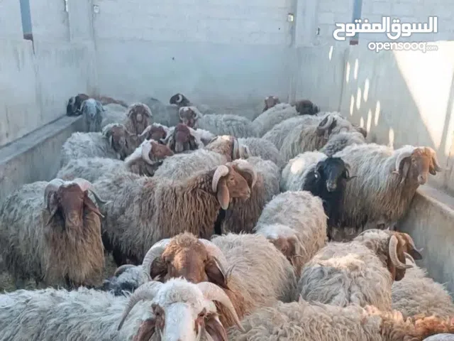 ذبائح وعقائق بلدي