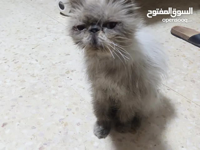 لاصحاب المعرفه ما نوع هذا القط