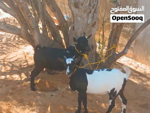 جدي وعناق كرديات عز ماتكسب الله يبارك العناق عشرة باذن الله