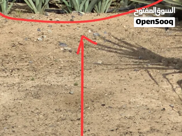 اشجار الزينة