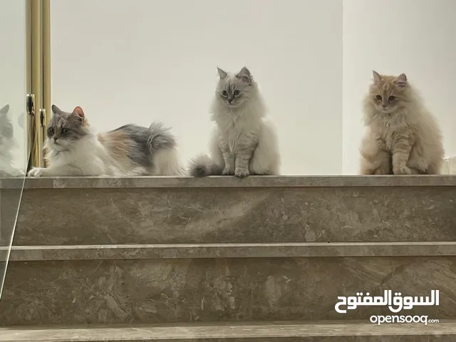 قطط شيرازي و هيملايا