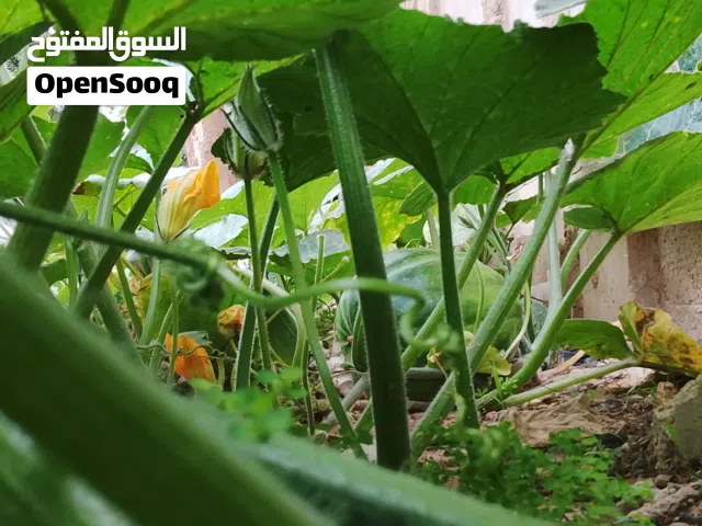 نبات الطماطم و الفلفل واليقطين اي بمعنى البكيوة واليمون و رمان وزريعه اي بمعنى نبتة دوار شمس ب5د فقط
