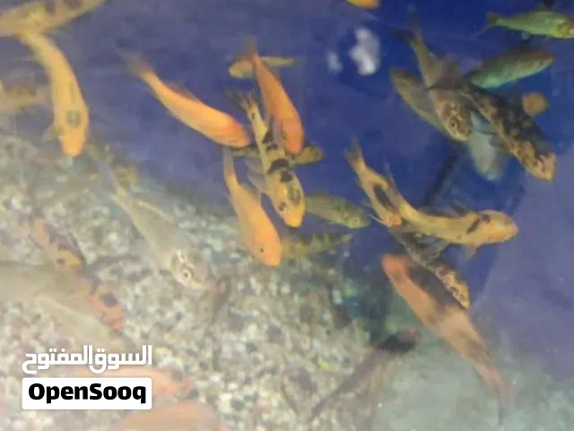 مجموعة اسماك ب اسعار حررق