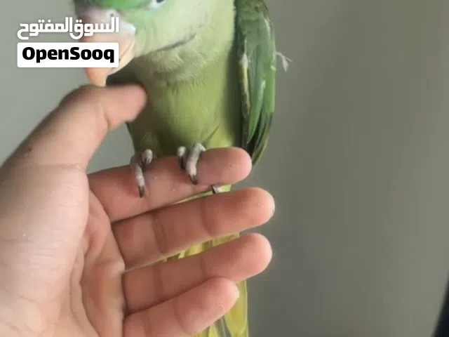 ذكر نيبالي اليف