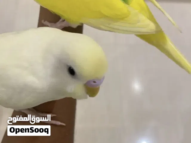 زوج بادجي اليف للبيع