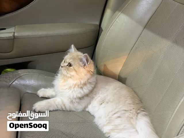 قط شيرازي اليف جدا جدا عمرو 4-5 شهور