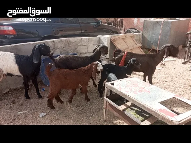 معزه للبيع