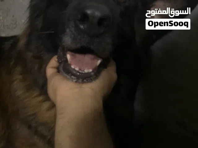 جراوي بلاك اند رد كنج سايز للحجز التسليم بعد الفطام