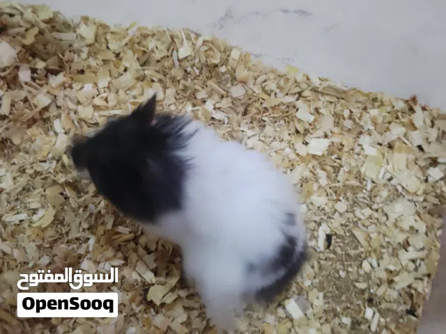 متاح هامستر