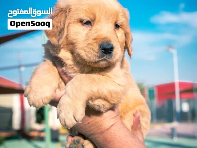 الافضل في العالم جراء جولدن ريتريفر مميزه مناسبه للاطفال والشقق بسعر مغري