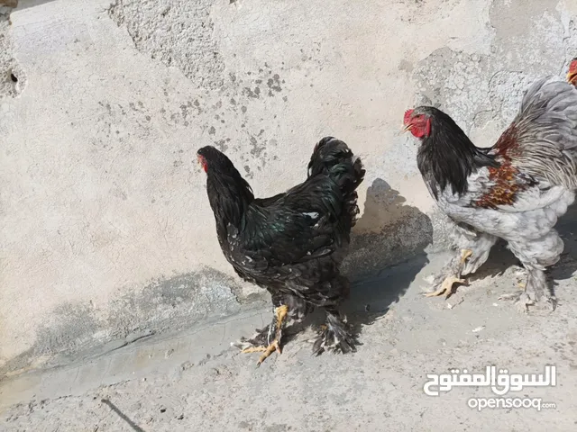 جاج براهما
