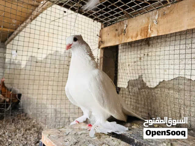 حمام مكاوي زوج