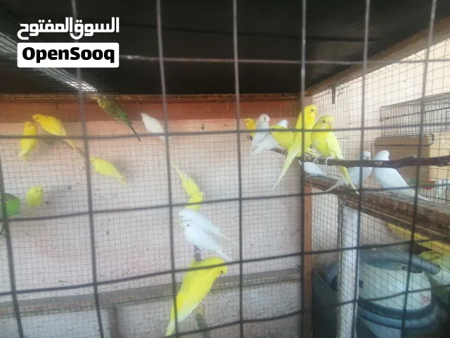 طيور حب البينو والاتينو